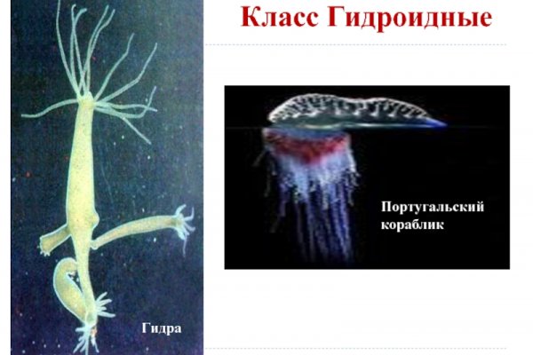Что такое кракен маркетплейс