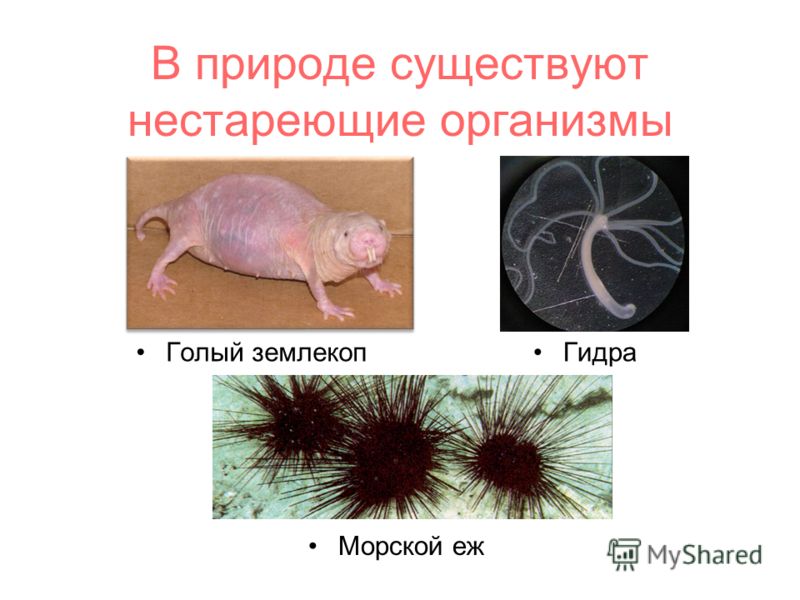 Через какой браузер зайти на кракен